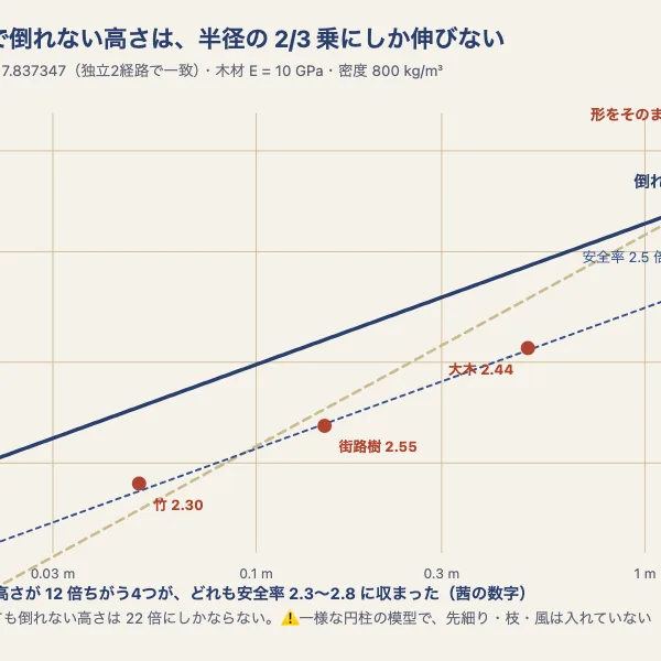 木はどこまで高くなれるか