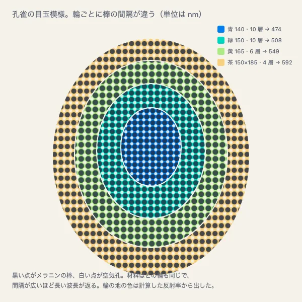 孔雀の羽の構造色