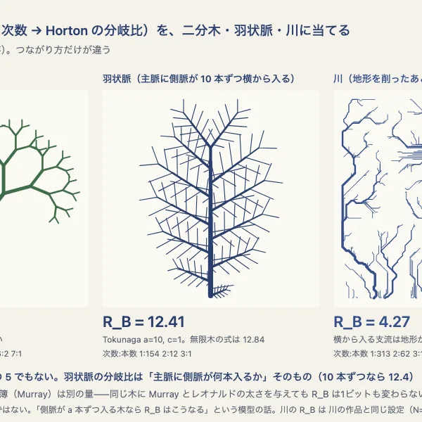かけ算第21号 葉脈の分岐比